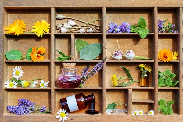medicinal plants and medicine bottles