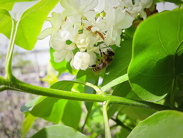 Ілюстрація Бджоли Збирає Мед Білих Бузкових Квітах — стокове фото