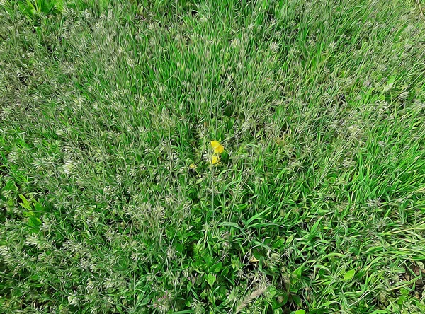 野生の花と緑の草の牧草地へのサイドビュー — ストック写真