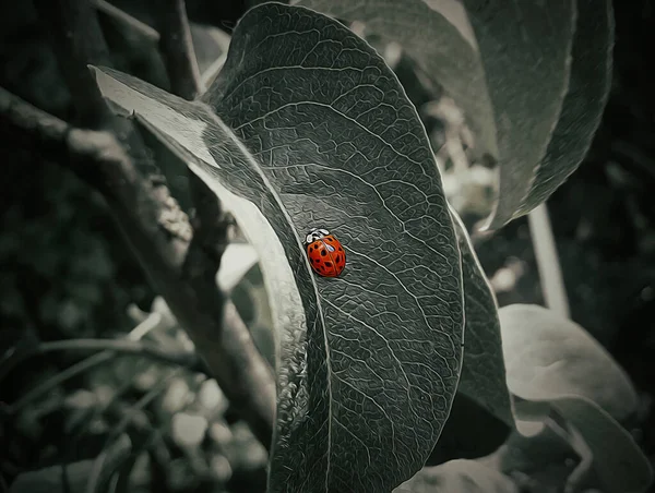 Illustration Beautiful Red Ladybug Tree Leaf — Stock Photo, Image