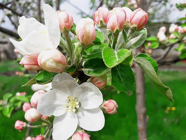 Цветущая Яблоня Весенним Утром Апрельские Басы Саду — стоковое фото