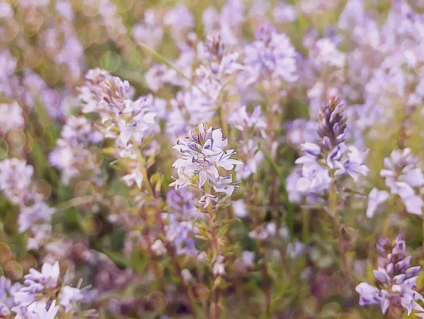 Illustration of a field with purple flowers in the wild