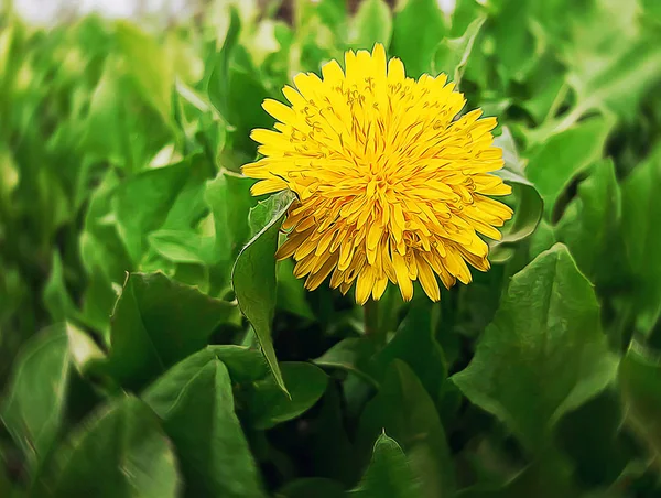 Цветок Одуванчика Закрывается Зеленой Поляне Луг Весной Яркий Солнечный День — стоковое фото