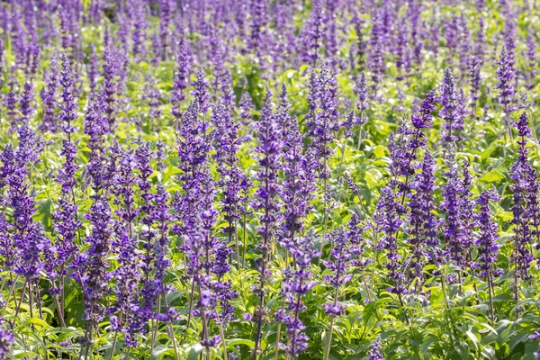 Pradera Con Flores Salvia Azul Floreciente Blue Salvia Una Planta —  Fotos de Stock