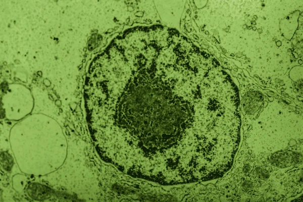 Elektronowy Mikroskopijny Obraz Tkanki Złotej Rybki Przy Dziesiątkach Tysięcy Powiększeń — Zdjęcie stockowe