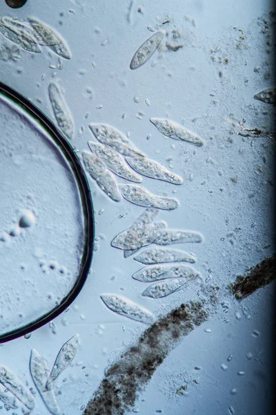 Biologiska Celler Mikroskopisk Konsistens — Stockfoto