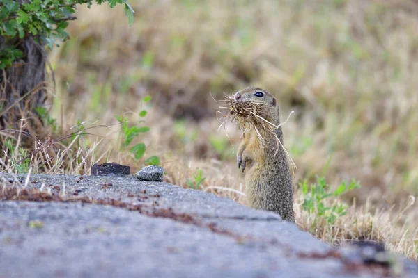 地上リスマルモティーニげっ歯類 — ストック写真