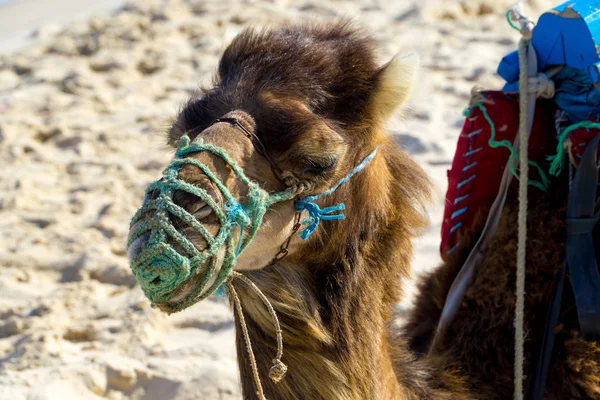 Head Dromedary Beach Tunisia — Stock Photo, Image