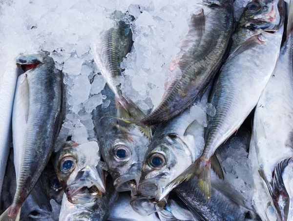 Verse Vangst Van Makrelen Mediterrane Markt — Stockfoto