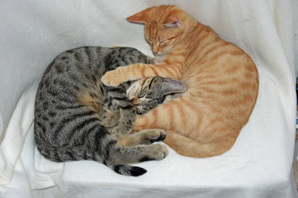 Zwei Katzen Schlafen Auf Dem Boden — Stockfoto