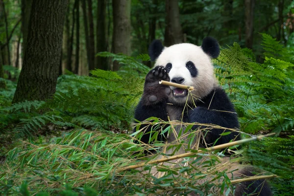 Ours Panda Noir Blanc — Photo