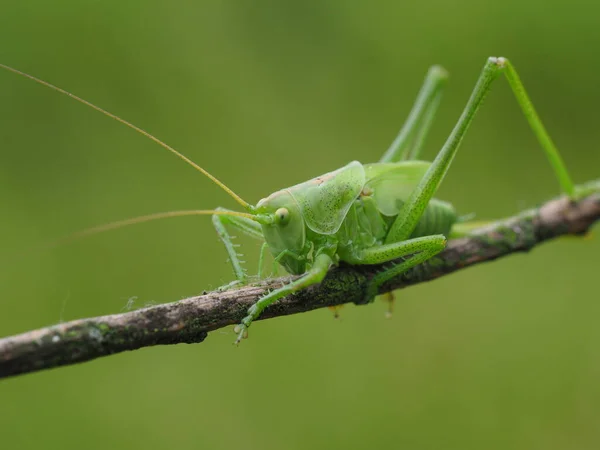 Insecte Sauterelle Insecte Prieur Invertébré — Photo