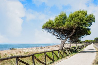 Landscape with sea, beach, sea pine, cycling path and foot path on blue sky with clouds. Bibione Italy clipart