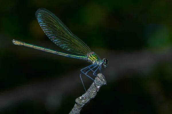 Vista Macro Primer Plano Del Insecto Libélula — Foto de Stock