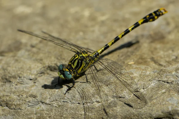 Fly Dragonfly Insect Odonata Fauna — Stock Photo, Image