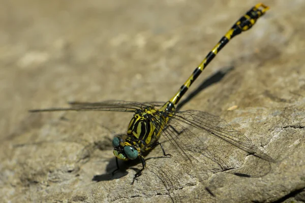 Kleine Tang Libelle Zit Een Steen Aan Beek Kust — Stockfoto