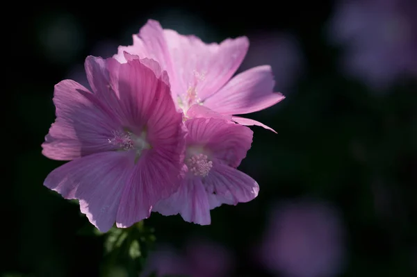Flores Bonitas Fundo Conceito Floral — Fotografia de Stock