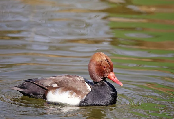 Drake Rödkråka Pochard Netta Rufina — Stockfoto