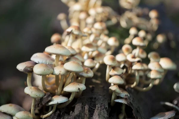 Cluster Cogumelos Uma Floresta Durante Outono — Fotografia de Stock