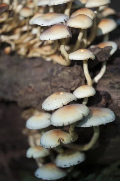 Pilzgruppe Herbst Wald — Stockfoto