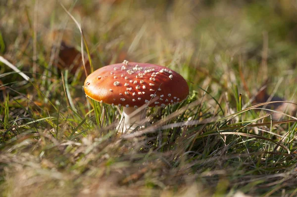 Cogumelo Toadstool Vermelho Com Foice Branca Durante Outono — Fotografia de Stock