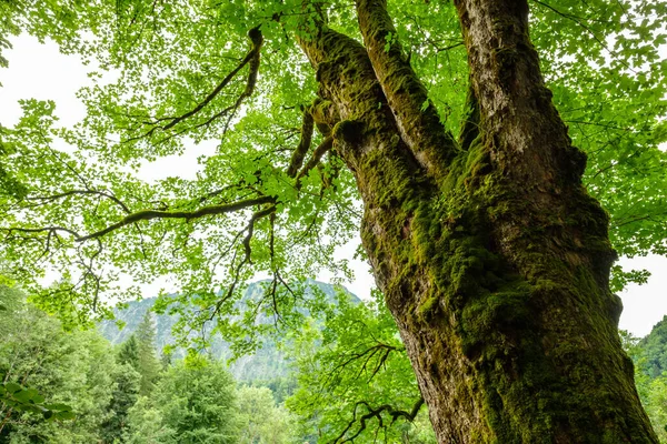 Старое Дерево Плесенью Вялыми Ветвями Зеленой Листвой — стоковое фото