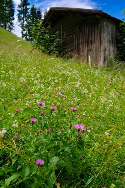 Alpesi Rét Lila Virágokkal Knapweed Egy Kunyhó Portré Formátumban — Stock Fotó