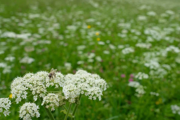 insect bee on white yarrow blossom on a flower meadow