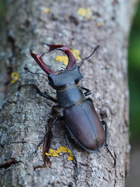 Close Bug Natureza Selvagem — Fotografia de Stock