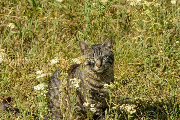 Tabby Sitter Ängen — Stockfoto