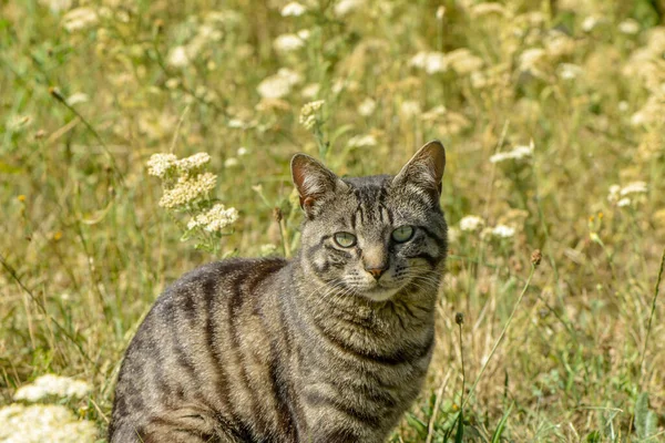 Tabby Siedzi Łące — Zdjęcie stockowe