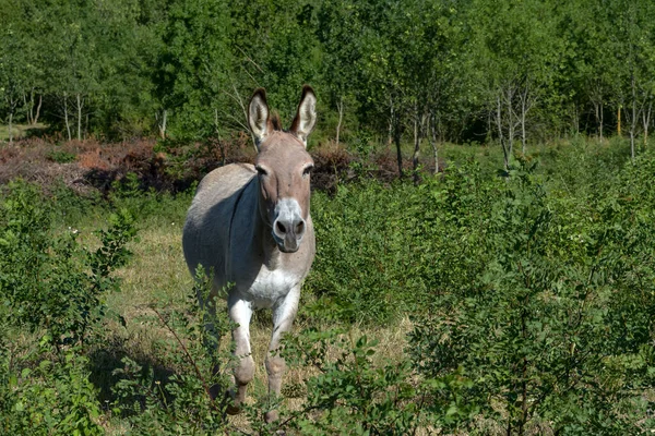 Donkeys Pasture — Stock Photo, Image