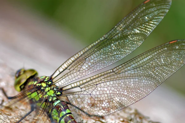 Flyga Dragonfly Insekt Odonata Och Fauna — Stockfoto
