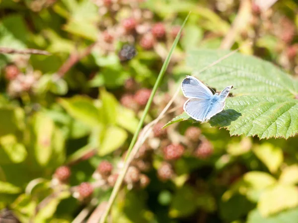 シルバースタッドブルー蝶 Plebejus Argus 葉の上フルウィング — ストック写真