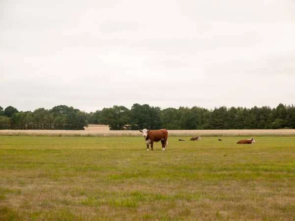 Корови Полі Фермера День Коли Його Переповнювали — стокове фото