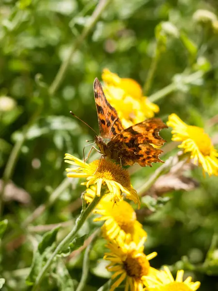 Comma Butterfly Polygonia Album Flower Head Eyes Antenna — Photo