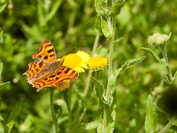 Comma Butterfly Polygonia Album Sur Flower Summer Full Wings — Photo