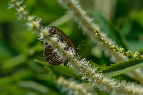 Vlinder Zuigt Een Zoete Kastanje Bloesem — Stockfoto