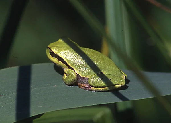 Grenouille Tropicale Amphibien — Photo