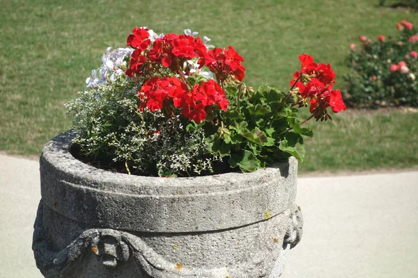 Flower Buckets Beton Gerania — Stock Photo, Image