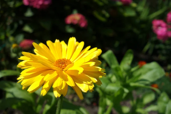 Mooi Botanisch Schot Natuurlijk Behang — Stockfoto