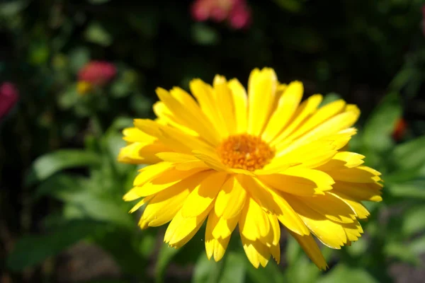 マリーゴールドの花びら植物が咲き — ストック写真
