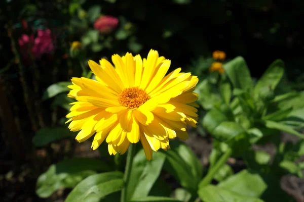 マリーゴールドの花びら植物が咲き — ストック写真