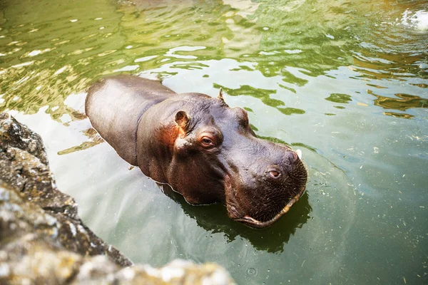 Hippopotamus Animal Hippo Wild Life — Stock fotografie