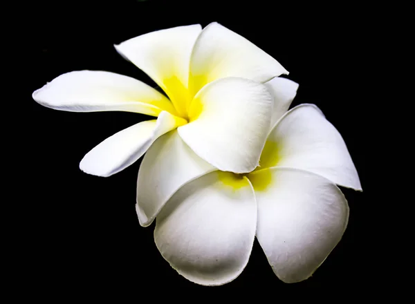 Plumeria Branco Flores Amarelo Fundo Preto — Fotografia de Stock