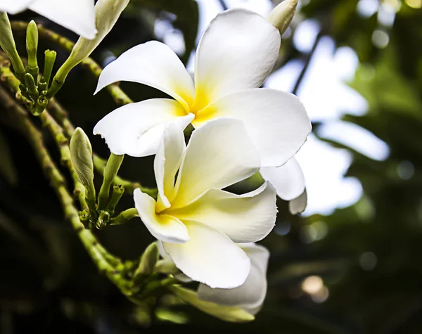 Plumeria Popüler Bir Bitkidir Çünkü Çiçekler Rengarenk Çeşitlilikte Güzel — Stok fotoğraf