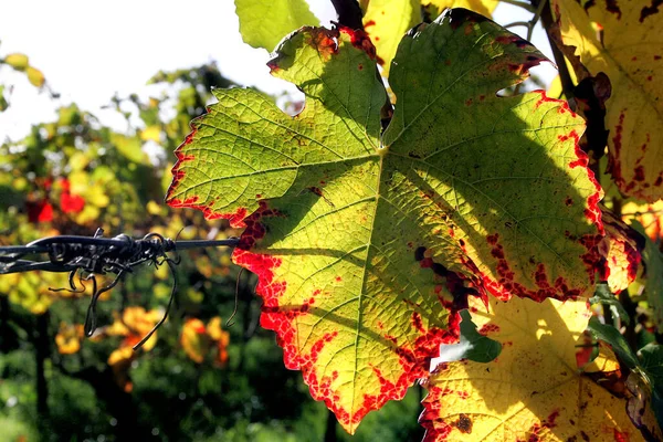 Autumn Harvest Selective Focus — Stock Photo, Image