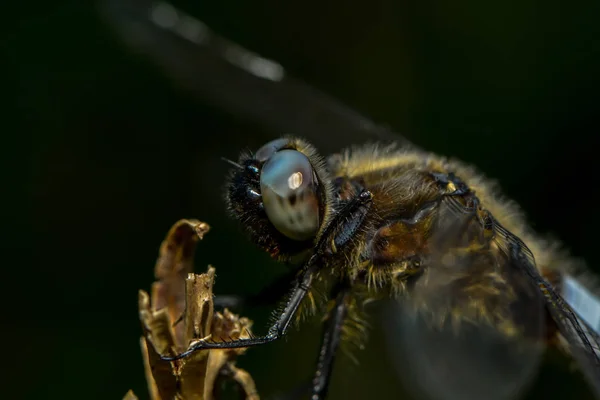 Vista Macro Primer Plano Del Insecto Libélula — Foto de Stock