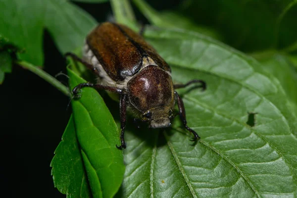 Close Van Een Insect Wilde Natuur — Stockfoto