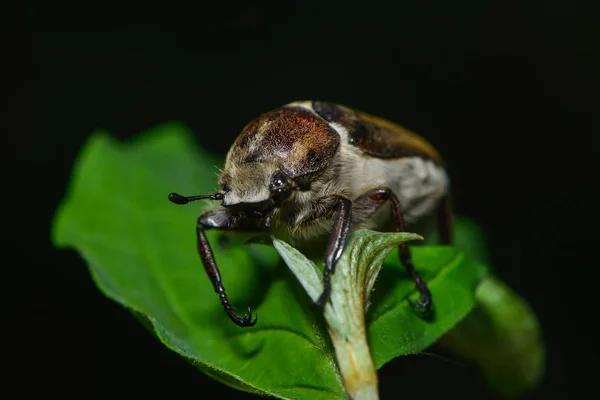 Close Bug Natureza Selvagem — Fotografia de Stock